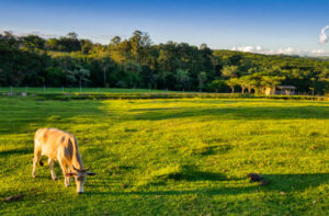 Licenciamento ambiental para agropecuária