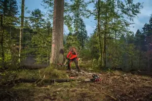 Compensação ambiental por supressão de vegetação